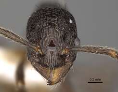 Imagem de Myrmica williamsi