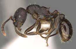 Imagem de Myrmica williamsi