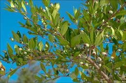 Myrtus communis subsp. communis resmi