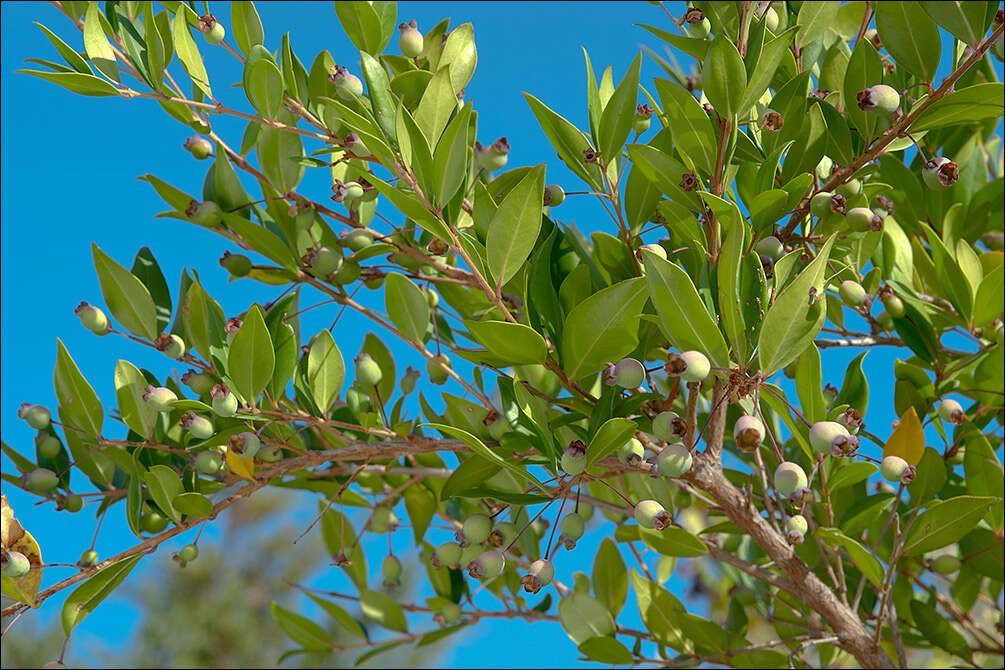 Myrtus communis subsp. communis resmi