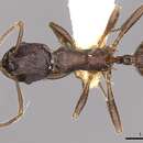 Image of <i>Myrmica brancuccii</i>