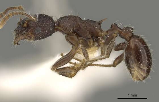 Image of Myrmica