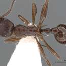 Imagem de <i>Myrmica collingwoodi</i>