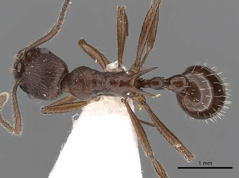 Image of <i>Myrmica collingwoodi</i>