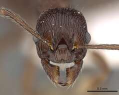 Image of <i>Myrmica collingwoodi</i>