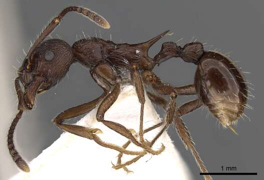 Image of <i>Myrmica collingwoodi</i>