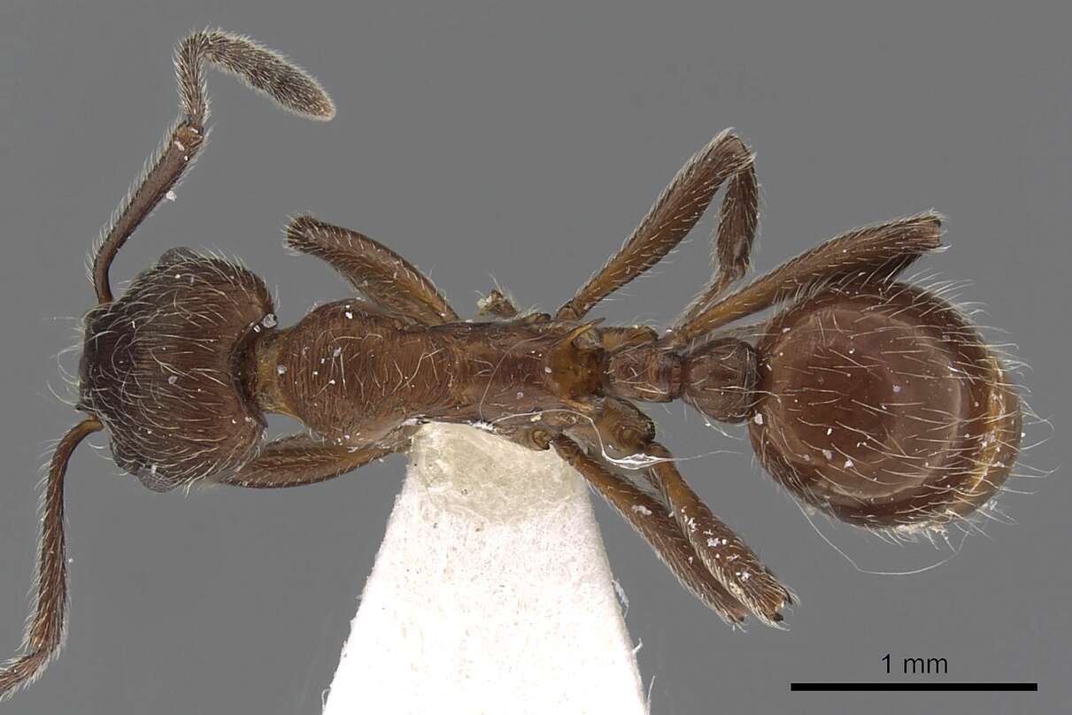 Imagem de Myrmica villosa