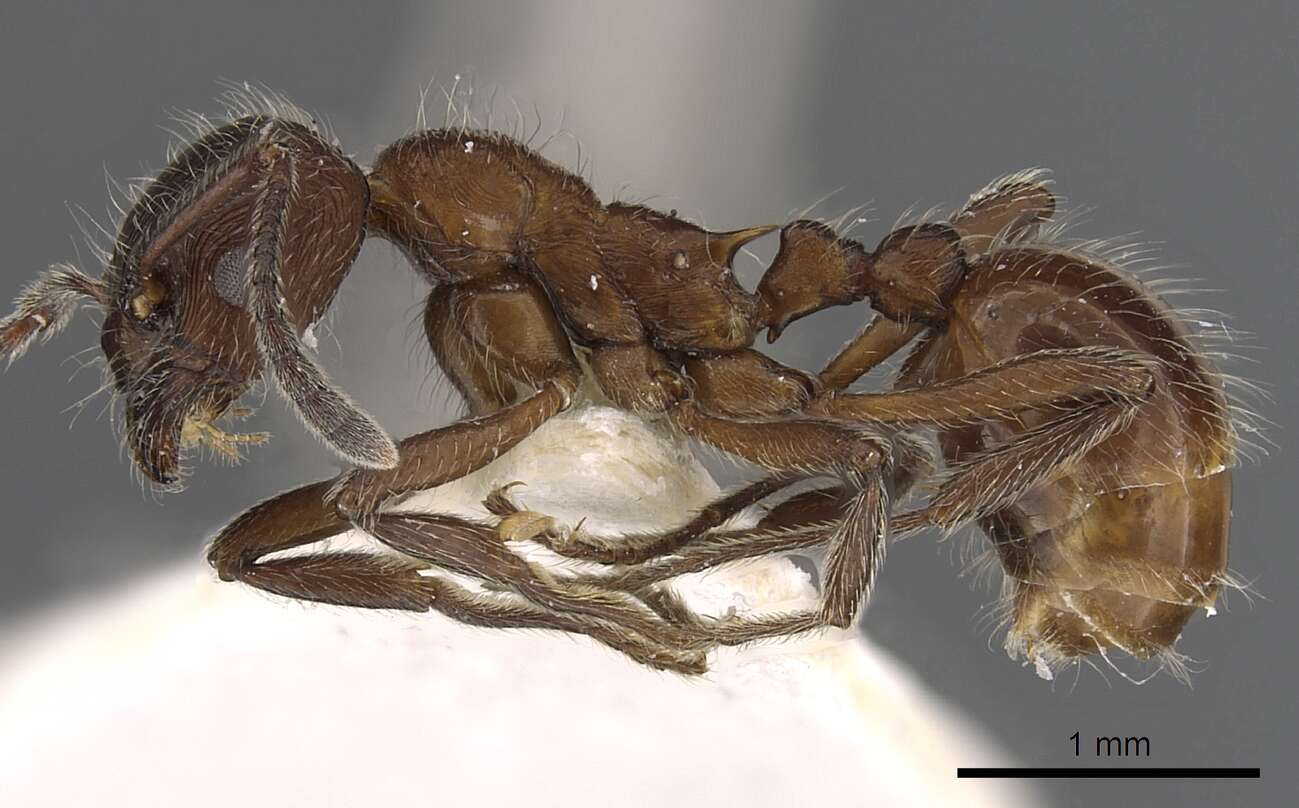 Imagem de Myrmica villosa