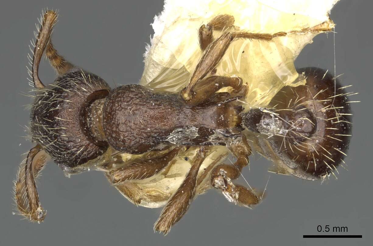 Image of Myrmica discontinua Weber 1939