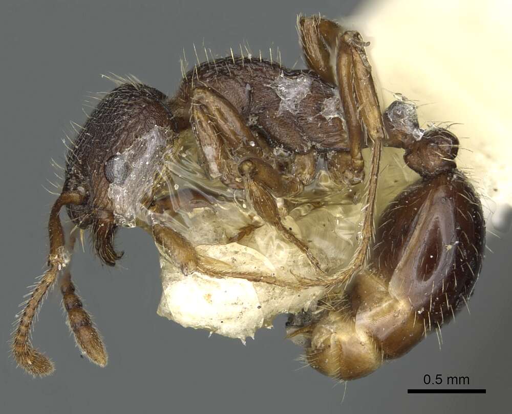 Image of Myrmica discontinua Weber 1939