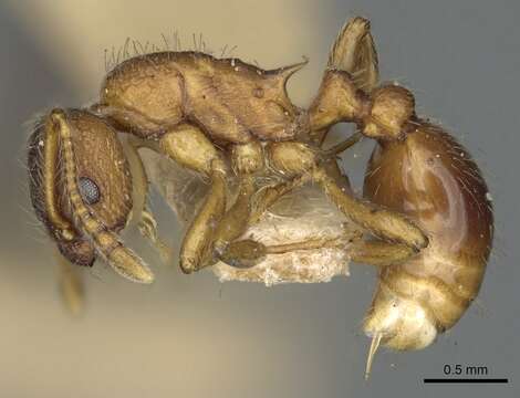 Imagem de Myrmica wheeleri Weber 1939