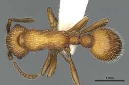 Image of Myrmica striolagaster Cole 1953