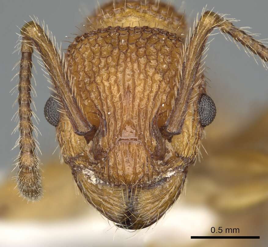 Image of Myrmica striolagaster Cole 1953