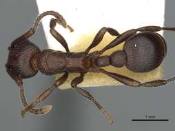 Plancia ëd Myrmica colax (Cole 1957)