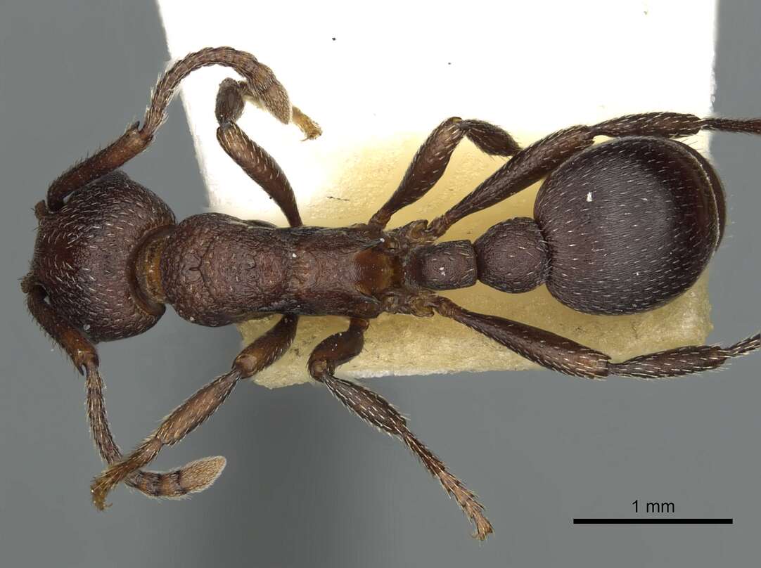 Plancia ëd Myrmica colax (Cole 1957)