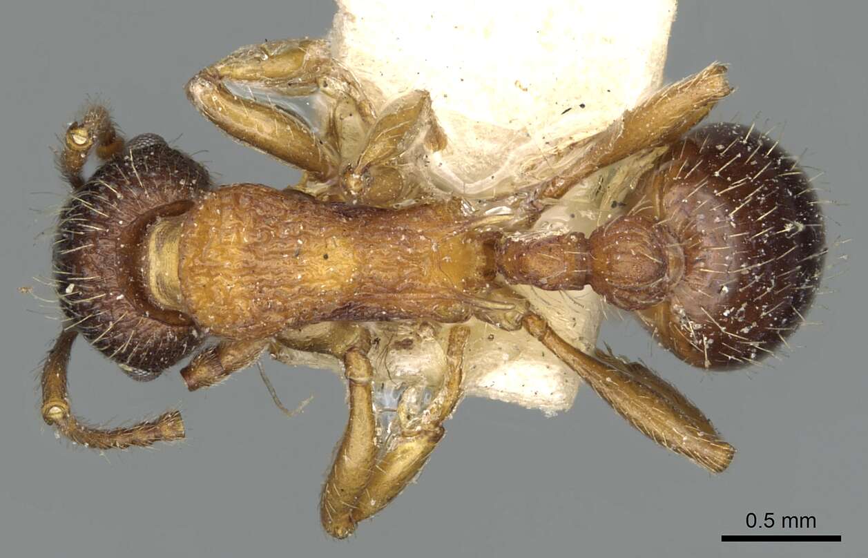 Plancia ëd Myrmica tahoensis Weber 1948