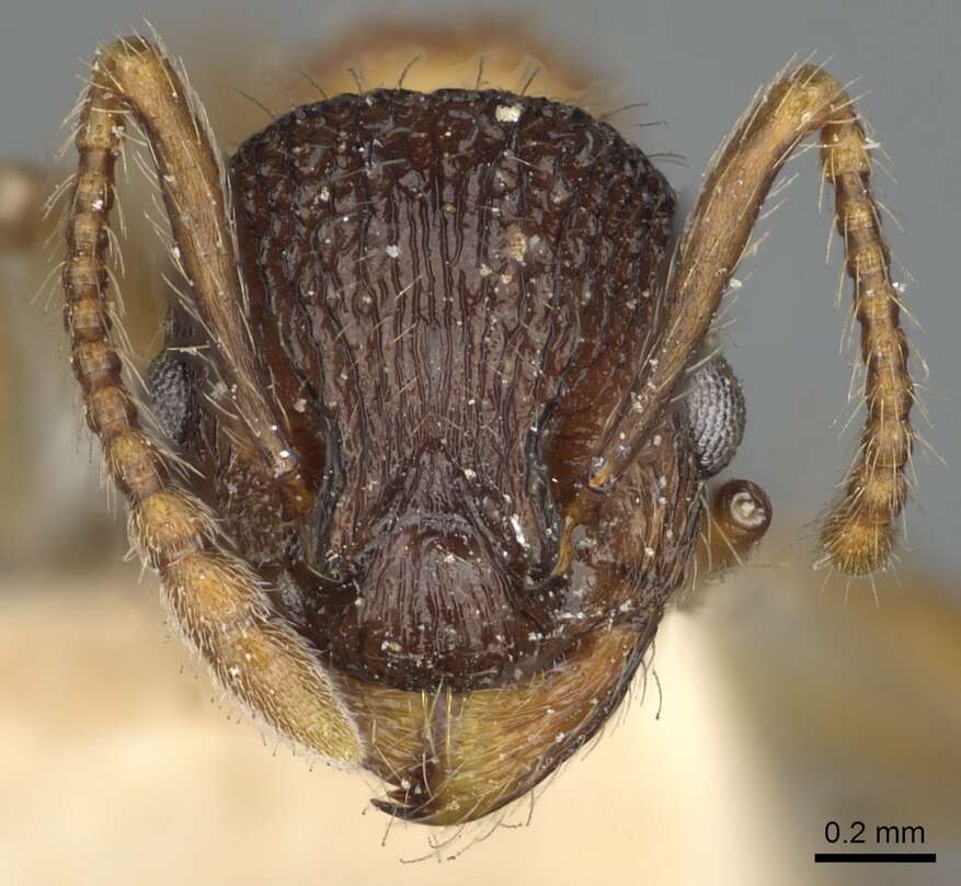 Plancia ëd Myrmica tahoensis Weber 1948