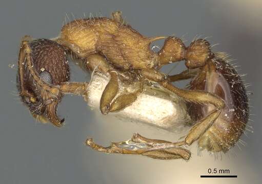 Imagem de Myrmica tahoensis Weber 1948