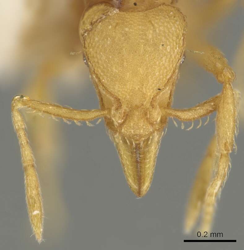 Image of Strumigenys ludovici
