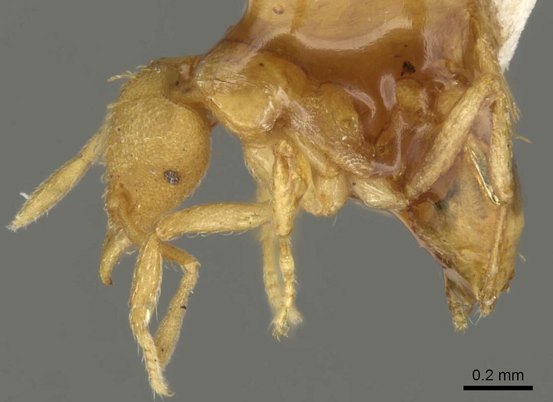 Image of Strumigenys ludovici