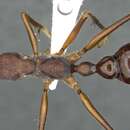 صورة Myrmecia eungellensis Ogata & Taylor 1991