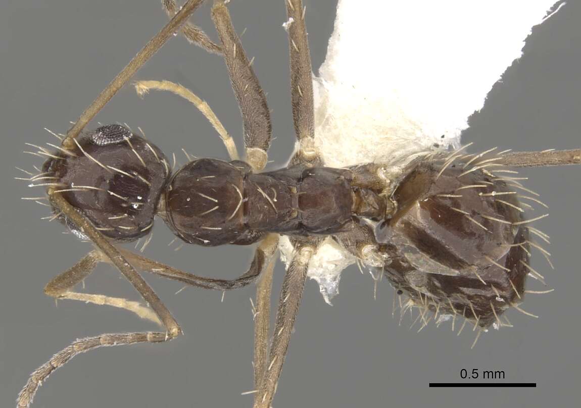 Image of Crazy Ant