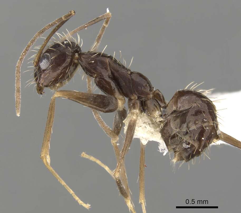 Image of Crazy Ant