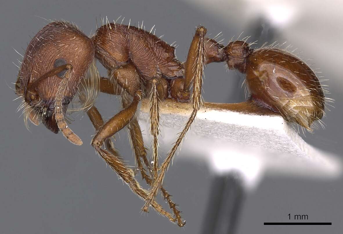 Image of Harvester Ants