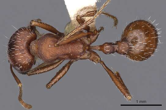 Image of Pogonomyrmex montanus MacKay 1980