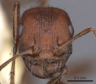 Image of Pogonomyrmex montanus MacKay 1980