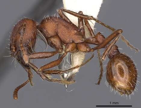 Image of Pogonomyrmex montanus MacKay 1980