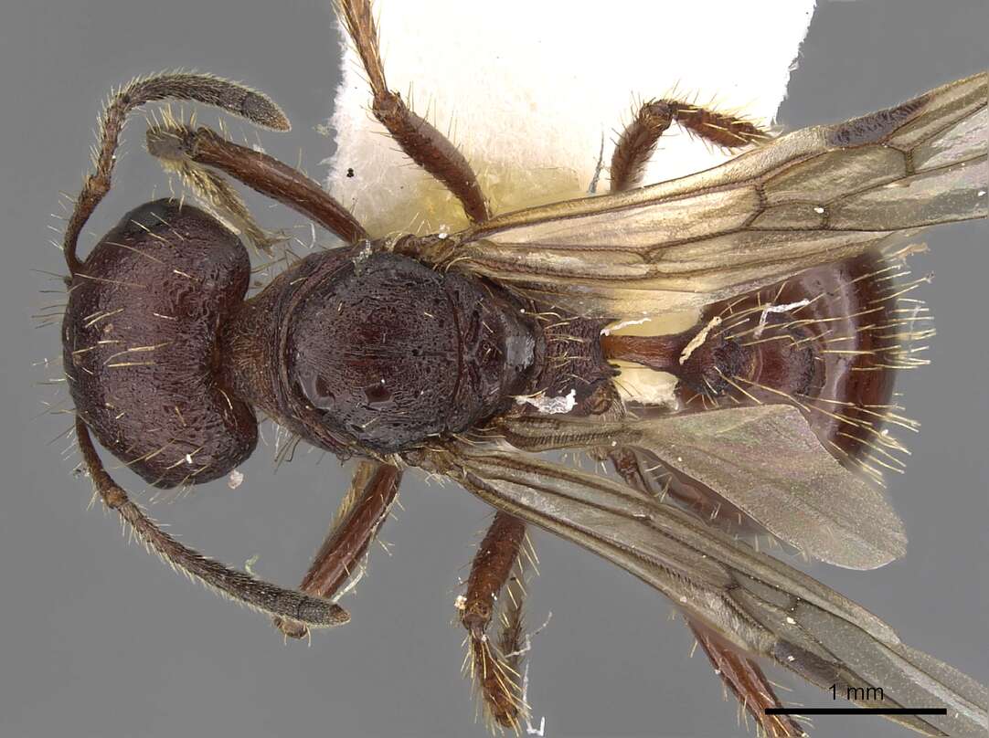 Image of Workerless inquiline ant