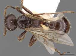 Image of Workerless inquiline ant