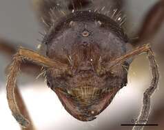 Image of Workerless inquiline ant
