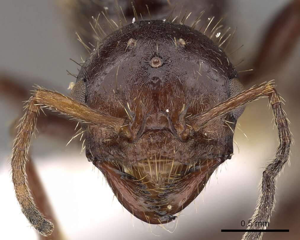 صورة Pogonomyrmex colei Snelling 1982