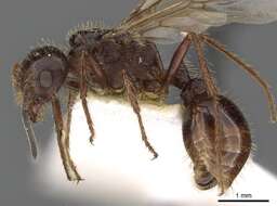 صورة Pogonomyrmex colei Snelling 1982