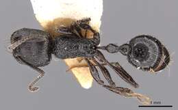 Image de Pogonomyrmex brevibarbis Emery 1906