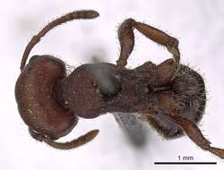 Image of Pogonomyrmex uruguayensis Mayr 1887