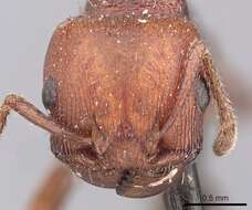 Image of Pogonomyrmex uruguayensis Mayr 1887