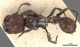 Imagem de Pogonomyrmex rastratus Mayr 1868