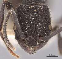 Image of Pogonomyrmex mayri Forel 1899