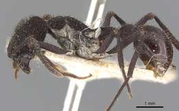 Image of Pogonomyrmex mayri Forel 1899