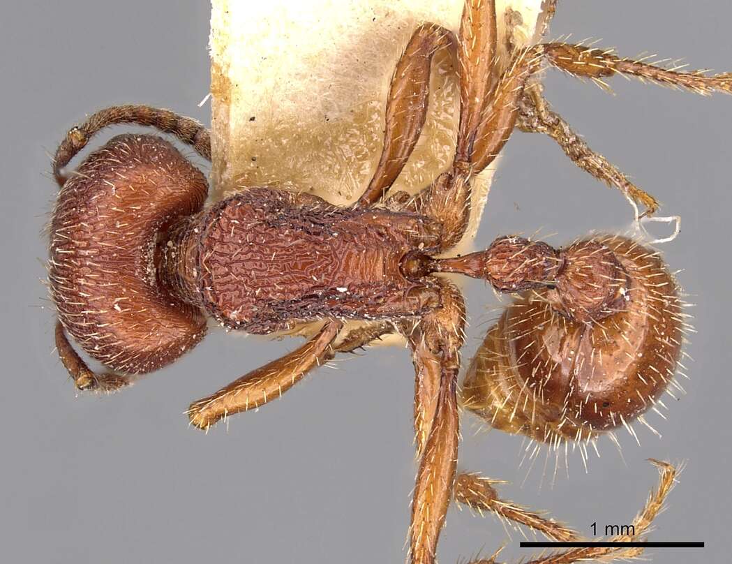 Слика од Pogonomyrmex guatemaltecus Wheeler 1914