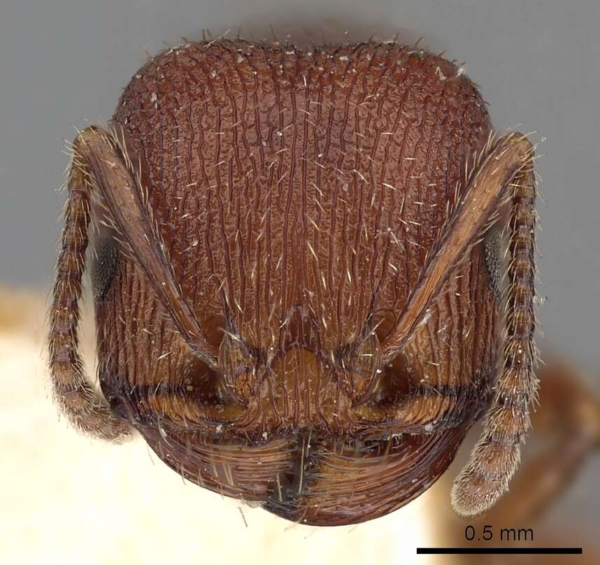 Слика од Pogonomyrmex guatemaltecus Wheeler 1914