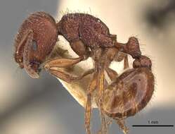 Слика од Pogonomyrmex guatemaltecus Wheeler 1914