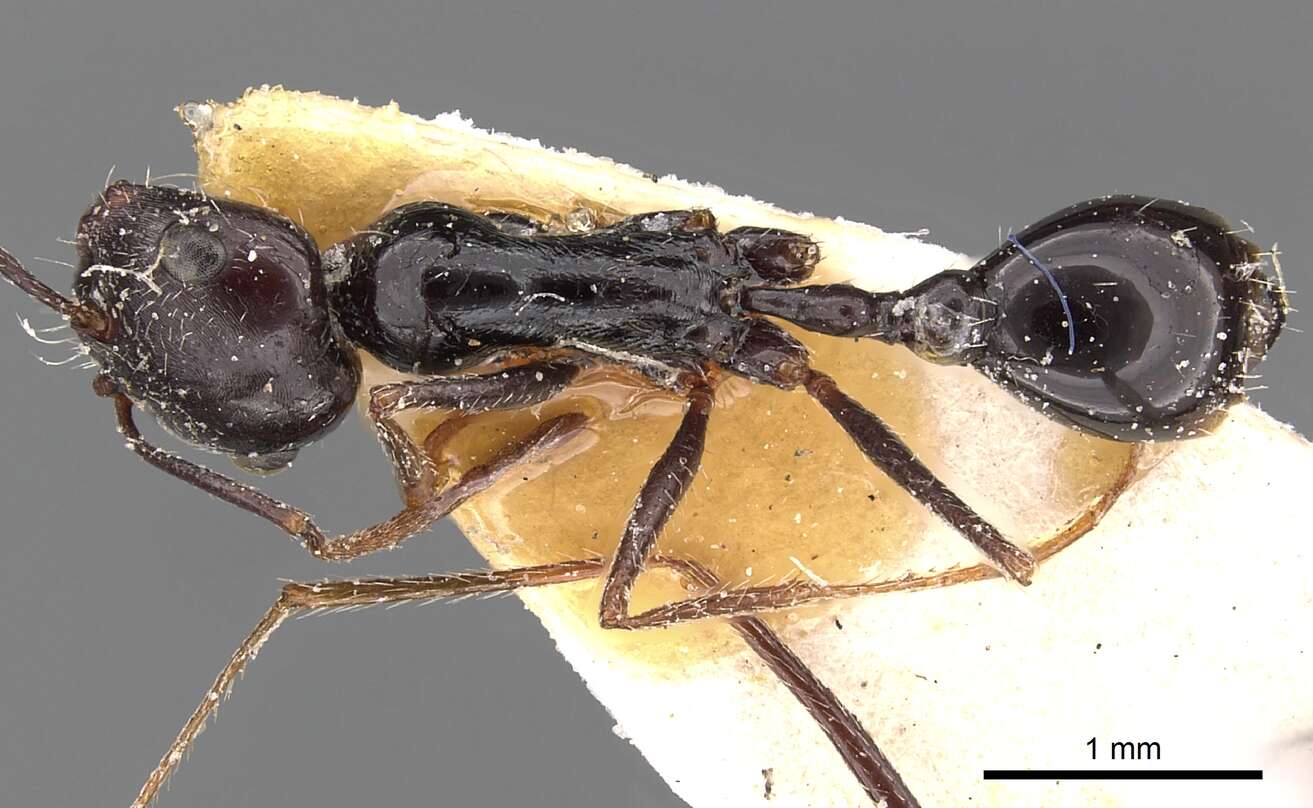 Ocymyrmex turneri Donisthorpe 1931 resmi