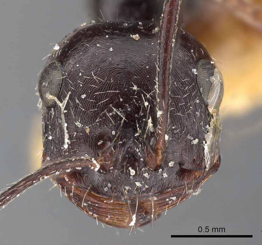 Ocymyrmex turneri Donisthorpe 1931 resmi