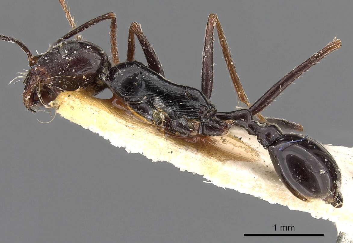 Ocymyrmex turneri Donisthorpe 1931 resmi