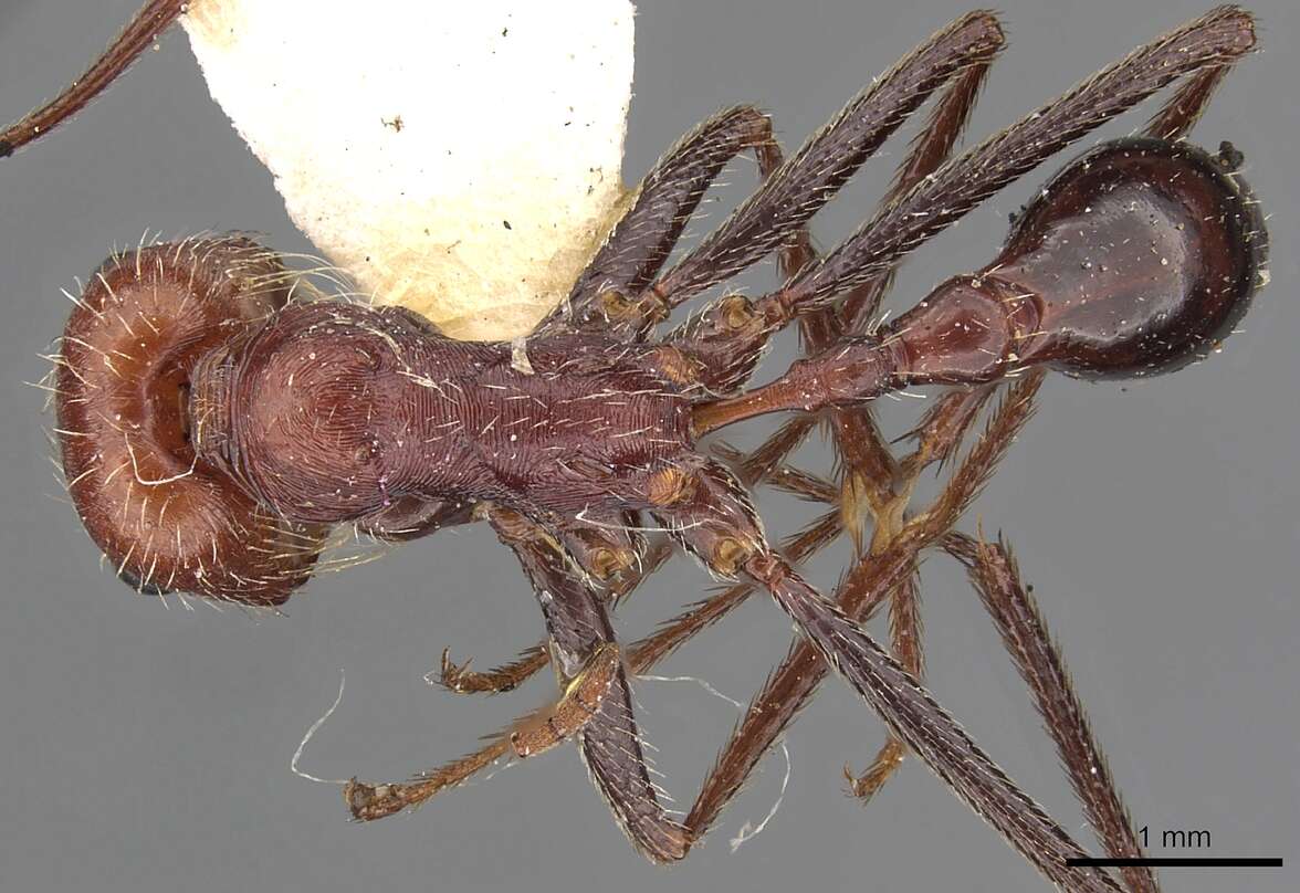 Image of Ocymyrmex cursor Bolton 1981