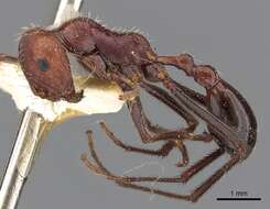 Image of Ocymyrmex cursor Bolton 1981